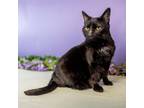 Adopt Tucker a Domestic Short Hair