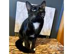 Adopt Checkers--In Foster***ADOPTION PENDING*** a Domestic Short Hair