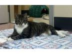 Adopt Zombie a Domestic Short Hair
