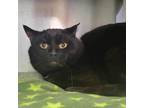 Adopt Dior a Domestic Short Hair