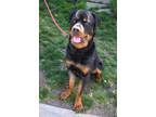 Adopt Lionheart a Rottweiler