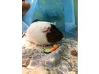 Adopt S`mores *Bonded with Reeses* a Guinea Pig