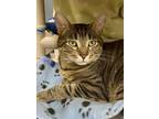 Adopt Tabby Boy a Domestic Short Hair