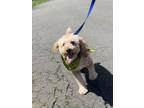 Adopt Snuggle Bear a Poodle