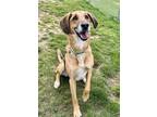 Adopt Buster a Hound, Shepherd