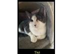 Adopt Taz a Domestic Short Hair