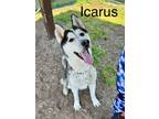 Adopt Icarus a Husky