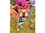 Adopt Pepperoni a Husky, Pit Bull Terrier