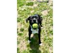 Adopt Inkwell a Mixed Breed