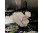 Adopt Valentine a Domestic Short Hair