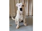 Adopt Winston a Great Pyrenees, Mixed Breed
