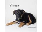 Adopt Green a Border Collie, Mixed Breed