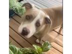 Adopt Timber a Pit Bull Terrier
