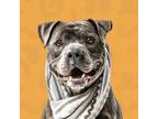 Adopt Rex a Pit Bull Terrier