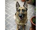 Adopt Saxon a German Shepherd Dog