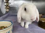 Adopt Miami a Lop Eared