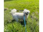 Adopt Cash a Bichon Frise