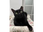 Adopt Panther` a Domestic Short Hair