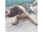 Jaxx Coonhound Puppy Male