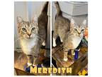Meredith Domestic Shorthair Young Female