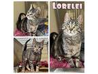 Lorelei Domestic Shorthair Young Female