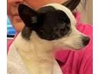 Fern Chihuahua Adult Female
