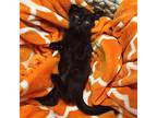 Eclipse Domestic Shorthair Kitten Male