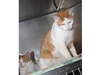 Java Monster (Bonded Pair) Domestic Shorthair Young Male