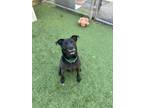 Adopt Tucker a Labrador Retriever, Mixed Breed