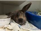 Adopt Dumpling a Bunny Rabbit