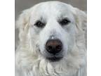 Daisy Great Pyrenees Adult Female