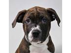 Adopt Albany - FOSTER NEEDED a Pit Bull Terrier