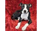 Adopt Everett - FOSTER NEEDED a Pit Bull Terrier