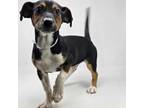 Adopt Rancho - FOSTER NEEDED a Beagle
