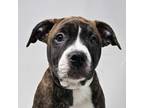 Adopt Amarillo - FOSTER NEEDED a Pit Bull Terrier