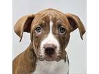 Adopt Ames - FOSTER NEEDED a Pit Bull Terrier