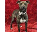 Adopt Erie - FOSTER NEEDED a Pit Bull Terrier