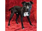 Adopt Irving - FOSTER NEEDED a Pit Bull Terrier