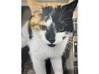 Maissie Domestic Shorthair Young Female