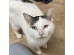 Adopt Orion a Domestic Short Hair