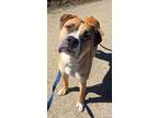 Adopt Bayou a Boxer, Pit Bull Terrier