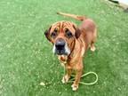 Adopt Droopy a Mastiff, Mixed Breed
