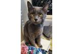 Adopt Georgie a Domestic Short Hair