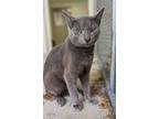 Adopt Greer a Domestic Short Hair