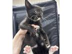 Ireland Domestic Shorthair Kitten Female