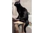 Rosalie Domestic Shorthair Young Female