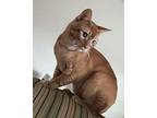 Archie Domestic Shorthair Adult Male