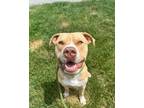 Adopt Donny a Pit Bull Terrier