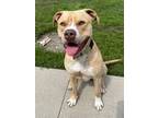 Adopt Donny a Pit Bull Terrier