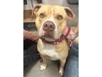 Adopt Donny a Pit Bull Terrier
